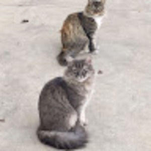 Meet your Posher, Sienna